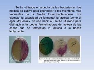 Se ha utilizado el aspecto de las bacterias en los
medios de cultivo para diferenciar a los miembros más
frecuentes de la familia Enterobacteriaceae. Por
ejemplo, la capacidad de fermentar la lactosa (como el
agar McConkey, de uso habitual) se ha utilizado para
distinguir a las cepas fermentadoras de lactosa de las
cepas que no fermentan la lactosa o lo hacen
lentamente.
 