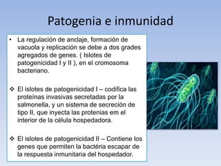 Patogenia e inmunidad
• La regulación de anclaje, formación de
vacuola y replicación se debe a dos grades
agregados de genes. ( Islotes de
patogenicidad I y II ), en el cromosoma
bacteriano.
 El islotes de patogenicidad I – codifica las
proteínas invasivas secretadas por la
salmonella, y un sistema de secreción de
tipo II, que inyecta las protenias em el
interior de la célula hospedadora.
 El islotes de patogenicidad II – Contiene los
genes que permiten la bactéria escapar de
la respuesta inmunitaria del hospedador.
 