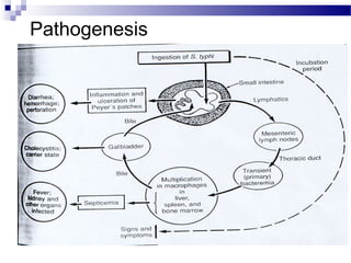 Pathogenesis
 