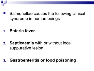  Salmonellae causes the following clinical
syndrome in human beings
1. Enteric fever
2. Septicaemia with or without local
suppurative lesion
3. Gastroenteritis or food poisoning
 