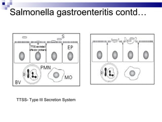 Salmonella gastroenteritis contd…
TTSS- Type III Secretion System
 
