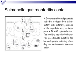 Salmonella gastroenteritis contd…
 