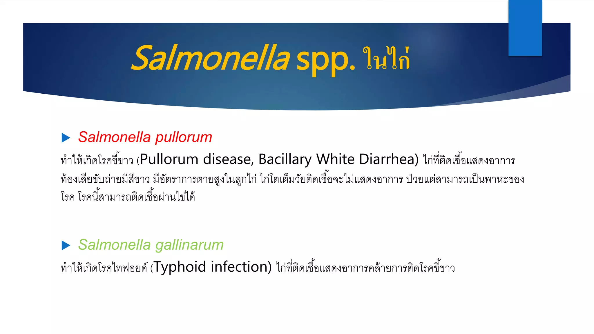 Salmonella | PPTX