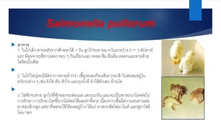 Salmonella | PPTX