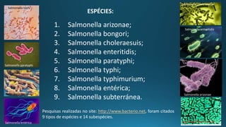 Salmonella PPT