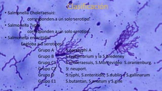 Clasificación
• Salmonella Choleraesuis:
corresponden a un solo serotipo.
• Salmonella Typhi:
corresponden a un solo serotipo.
• Salmonella enteritidis:
Engloba a 6 serotipos:
Grupo A S.paratyphi A
Grupo B S.typhimurium y la S.bredeney
Grupo C1 S.choleraesuis, S.Montevideo S.oranienburg.
Grupo C2 S. neuport.
Grupo D S.typhi, S.enteritidis, S.dublin y S.gallinarum
Grupo E1 S.butantan, S.anatum y S.give
 