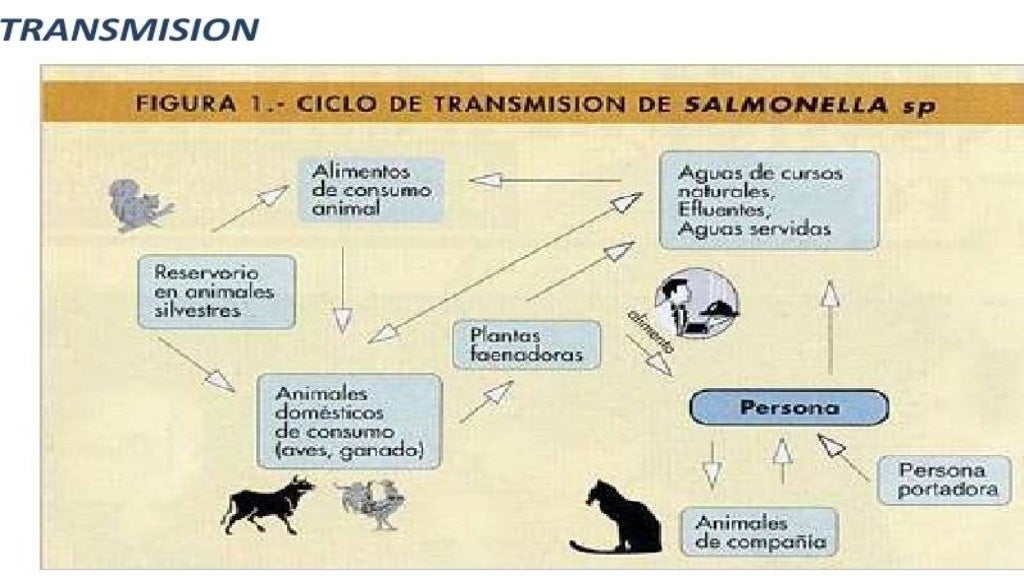Salmonella