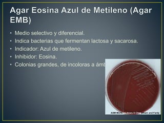 • Medio selectivo y diferencial.
• Indica bacterias que fermentan lactosa y sacarosa.
• Indicador: Azul de metileno.
• Inhibidor: Eosina.
• Colonias grandes, de incoloras a ámbar.
 