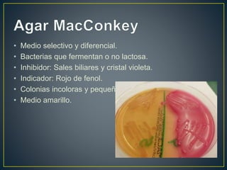 • Medio selectivo y diferencial.
• Bacterias que fermentan o no lactosa.
• Inhibidor: Sales biliares y cristal violeta.
• Indicador: Rojo de fenol.
• Colonias incoloras y pequeñas.
• Medio amarillo.
 
