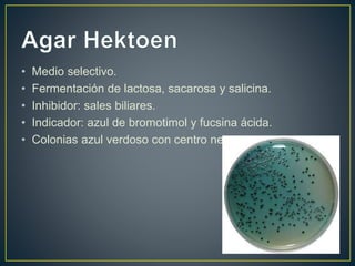 • Medio selectivo.
• Fermentación de lactosa, sacarosa y salicina.
• Inhibidor: sales biliares.
• Indicador: azul de bromotimol y fucsina ácida.
• Colonias azul verdoso con centro negro.
 