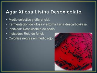 • Medio selectivo y diferencial.
• Fermentación de xilosa y enzima lisina descarboxilasa.
• Inhibidor: Desoxicolato de sodio.
• Indicador: Rojo de fenol.
• Colonias negras en medio rojo.
 