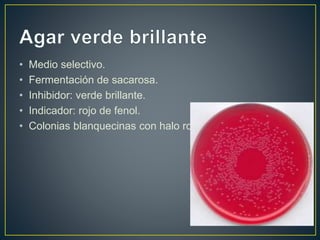 • Medio selectivo.
• Fermentación de sacarosa.
• Inhibidor: verde brillante.
• Indicador: rojo de fenol.
• Colonias blanquecinas con halo rojo.
 