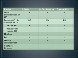 Prueba S. Typhi S. Typhimurium S. enteritidis
Lisina
descarboxilasa en
LIA
+ + +
Fermentación de
azúcares en TSI
K/A K/A K/A
H2S en TSI + + +
Producción de
gas en TSI
- - +
Movilidad + + +
Indol - - -
Ornitina
descarboxilasa
- + +
Citrato de
Simmons
- - +
 
