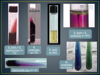 S. typhi y S.
typhimurium en
TSI
S.
enteritidis
en TSI
S. typhi
en MIO
S. typhi y S.
enteritidis en MIO
S.
enteritidis
en Citrato
Salmonella spp en LIA
 