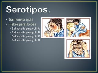 • Salmonella typhi
• Fiebre paratifoidea
• Salmonella paratyphi A
• Salmonella paratyphi B
• Salmonella paratyphi C
• Salmonella paratyphi D
 