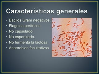 • Bacilos Gram negativos.
• Flagelos perítricos.
• No capsulado.
• No esporulado.
• No fermenta la lactosa.
• Anaerobios facultativos.
 