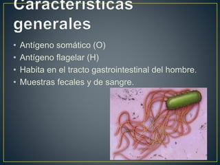 • Antígeno somático (O)
• Antígeno flagelar (H)
• Habita en el tracto gastrointestinal del hombre.
• Muestras fecales y de sangre.
 