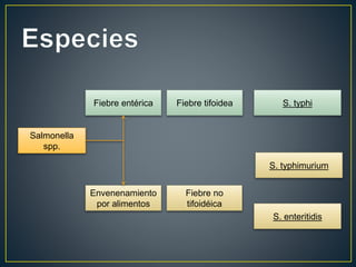 Salmonella
spp.
Fiebre tifoidea
Envenenamiento
por alimentos
S. typhi
S. typhimurium
S. enteritidis
Fiebre entérica
Fiebre no
tifoidéica
 