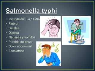 • Incubación: 8 a 14 días.
• Fiebre
• Cefalea
• Diarrea
• Náuseas y vómitos
• Pérdida de peso
• Dolor abdominal
• Escalofríos
 