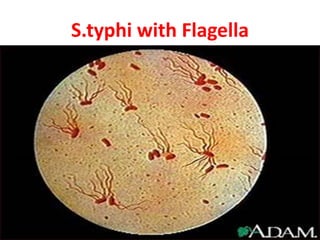 S.typhi with Flagella
11
 