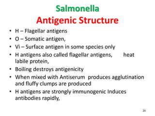 Salmonella
Antigenic Structure
• H – Flagellar antigens
• O – Somatic antigen,
• Vi – Surface antigen in some species only
• H antigens also called flagellar antigens, heat
labile protein,
• Boiling destroys antigenicity
• When mixed with Antiserum produces agglutination
and fluffy clumps are produced
• H antigens are strongly immunogenic Induces
antibodies rapidly,
20
 