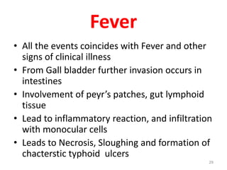 Fever
• All the events coincides with Fever and other
signs of clinical illness
• From Gall bladder further invasion occurs in
intestines
• Involvement of peyr’s patches, gut lymphoid
tissue
• Lead to inflammatory reaction, and infiltration
with monocular cells
• Leads to Necrosis, Sloughing and formation of
chacterstic typhoid ulcers
29
 