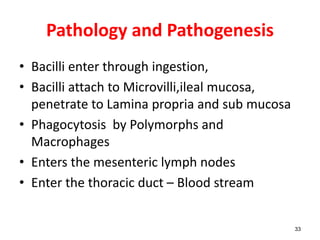 Pathology and Pathogenesis
• Bacilli enter through ingestion,
• Bacilli attach to Microvilli,ileal mucosa,
penetrate to Lamina propria and sub mucosa
• Phagocytosis by Polymorphs and
Macrophages
• Enters the mesenteric lymph nodes
• Enter the thoracic duct – Blood stream
33
 