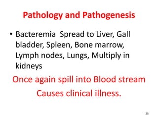 Pathology and Pathogenesis
• Bacteremia Spread to Liver, Gall
bladder, Spleen, Bone marrow,
Lymph nodes, Lungs, Multiply in
kidneys
Once again spill into Blood stream
Causes clinical illness.
35
 