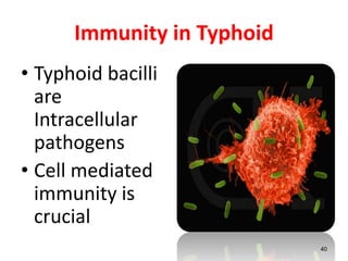 Immunity in Typhoid
• Typhoid bacilli
are
Intracellular
pathogens
• Cell mediated
immunity is
crucial
40
 