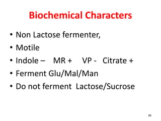 Biochemical Characters
• Non Lactose fermenter,
• Motile
• Indole – MR + VP - Citrate +
• Ferment Glu/Mal/Man
• Do not ferment Lactose/Sucrose
66
 