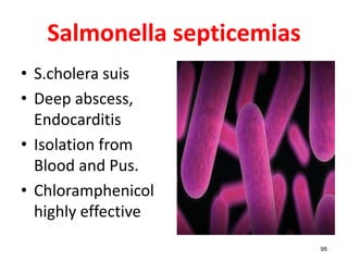 Salmonella septicemias
• S.cholera suis
• Deep abscess,
Endocarditis
• Isolation from
Blood and Pus.
• Chloramphenicol
highly effective
95
 