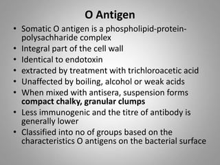 O Antigen
• Somatic O antigen is a phospholipid-protein-
polysachharide complex
• Integral part of the cell wall
• Identical to endotoxin
• extracted by treatment with trichloroacetic acid
• Unaffected by boiling, alcohol or weak acids
• When mixed with antisera, suspension forms
compact chalky, granular clumps
• Less immunogenic and the titre of antibody is
generally lower
• Classified into no of groups based on the
characteristics O antigens on the bacterial surface
 