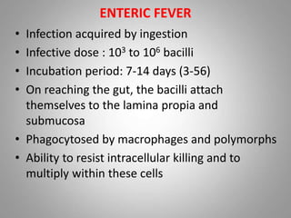 ENTERIC FEVER
• Infection acquired by ingestion
• Infective dose : 103 to 106 bacilli
• Incubation period: 7-14 days (3-56)
• On reaching the gut, the bacilli attach
themselves to the lamina propia and
submucosa
• Phagocytosed by macrophages and polymorphs
• Ability to resist intracellular killing and to
multiply within these cells
 