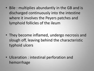 • Bile : multiplies abundantly in the GB and is
discharged continuously into the intestine
where it involves the Peyers patches and
lymphoid follicles of the ileum
• They become inflamed, undergo necrosis and
slough off, leaving behind the characteristic
typhoid ulcers
• Ulceration : intestinal perforation and
hemorrhage
 