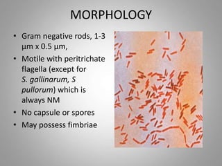 MORPHOLOGY
• Gram negative rods, 1-3
µm x 0.5 µm,
• Motile with peritrichate
flagella (except for
S. gallinarum, S
pullorum) which is
always NM
• No capsule or spores
• May possess fimbriae
 