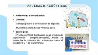 PRUEBAS DIAGNÓSTICAS
• Aislamiento e identificación.
• Cultivos:
- Seroagrupación e identificacion de espacies.
- Muestras: sangre, heces y médula ósea.
• Serologico:
- Prueba de Widal: test basado en el principio de
alglutinación antigeno-anticuerpo, donde se
determina la presencia de anticuerpos contra el
antigeno 0 y H de la Samonella.
 