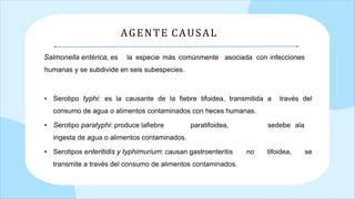 Salmonella entérica, es la especie más comúnmente asociada con infecciones
humanas y se subdivide en seis subespecies.
• Serotipo typhi: es la causante de la fiebre tifoidea, transmitida a través del
consumo de agua o alimentos contaminados con heces humanas.
• Serotipo paratyphi: produce lafiebre paratifoidea, sedebe ala
ingesta de agua o alimentos contaminados.
• Serotipos enteritidis y typhimurium: causan gastroenteritis no tifoidea, se
transmite a través del consumo de alimentos contaminados.
AGENTE CAUSAL
 
