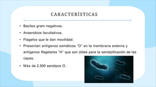 • Bacilos gram negativos.
• Anaerobios facultativos.
• Flagelos que le dan movilidad.
• Presentan antígenos somáticos “O” en la membrana externa y
antígenos flagelares “H” que son útiles para la serotipificación de las
cepas.
• Más de 2.500 serotipos O.
CARACTERÍSTICAS
 
