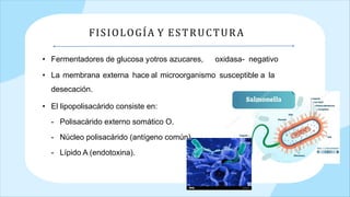 • Fermentadores de glucosa yotros azucares, oxidasa- negativo
• La membrana externa hace al microorganismo susceptible a la
desecación.
• El lipopolisacárido consiste en:
- Polisacárido externo somático O.
- Núcleo polisacárido (antígeno común).
- Lípido A (endotoxina).
FISIOLOGÍA Y ESTRUCTURA
 