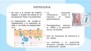 PATOG ENIA
• Se unen a la mucosa del intestino
delgado e invaden las células M, en
las placas de Peyer y los enterocitos.
• La regularización del anclaje, el
englobamiento y la replicación se
debe a los islotes de patogenicidad
I y II.
• La respuesta
inflamatoria limita la
infección al tracto
gastrointestinal.
• Protraglandinas, estimula
la AMPc y la secreción
activa de líquidos.
• Gen de respuesta de tolerancia a
los ácidos.
• La catalasa y la superoxido
dimutasa protegen a la bacteria de
la destrucción celular.
 