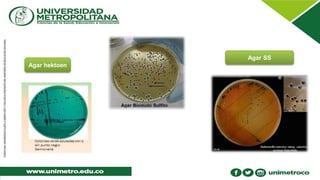 Agar hektoen
Agar SS
 