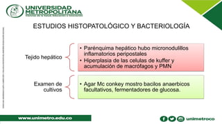 ESTUDIOS HISTOPATOLÓGICO Y BACTERIOLOGÍA
Tejido hepático
• Parénquima hepático hubo micronodulillos
inflamatorios peripostales
• Hiperplasia de las celulas de kuffer y
acumulación de macrófagos y PMN
Examen de
cultivos
• Agar Mc conkey mostro bacilos anaerbicos
facultativos, fermentadores de glucosa.
 