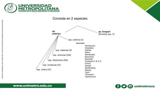 Consiste en 2 especies:
 