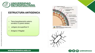 ESTRUCTURA ANTIGENICA
• Tiene lipopolisacarido externo
somático O (pared celular)
• antígeno de superficie Vi
• Antígeno H flagelar
 