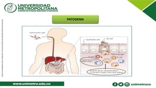 PATOGENIA
 