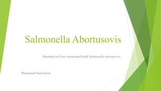 Salmonella Abortusovis
Abortion in Ewes Associated with Salmonella abortusovis.
Muhammad Saad Saeed
 