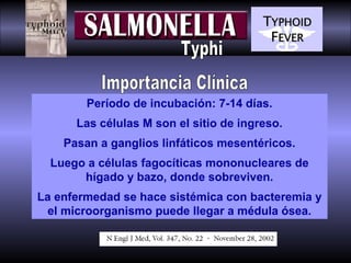 Período de incubación: 7-14 días.
Las células M son el sitio de ingreso.
Pasan a ganglios linfáticos mesentéricos.
Luego a células fagocíticas mononucleares de
hígado y bazo, donde sobreviven.
La enfermedad se hace sistémica con bacteremia y
el microorganismo puede llegar a médula ósea.

 