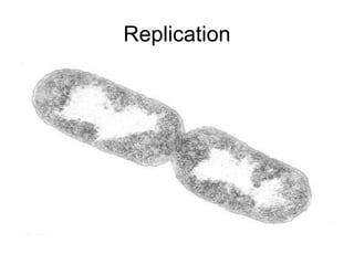 Replication 