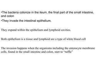 The bacteria colonize in the ileum, the final part of the small intestine, and colon  They invade the intestinal epithelium, They expand within the epithelium and lymphoid cavities.  Both epithelium is a tissue and lymphoid are a type of white blood cell The invasion happens when the organisms including the enterocyte membrane cells, found in the small intestine and colon, start to “ruffle” 