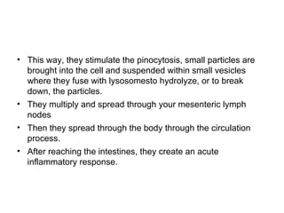 This way, they stimulate the pinocytosis, small particles are brought into the cell and suspended within small vesicles where they fuse with lysosomesto hydrolyze, or to break down, the particles. They multiply and spread through your mesenteric lymph nodes  Then they spread through the body through the circulation process. After reaching the intestines, they create an acute inflammatory response.  